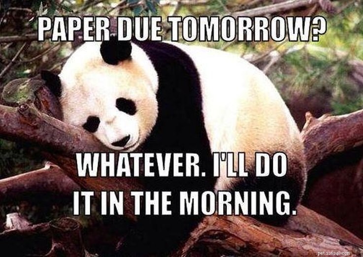 College‑Aged Animal Memes to Brighten Your New Semester