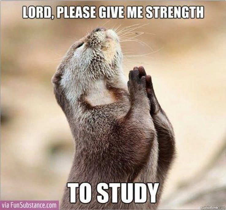 College‑Aged Animal Memes to Brighten Your New Semester