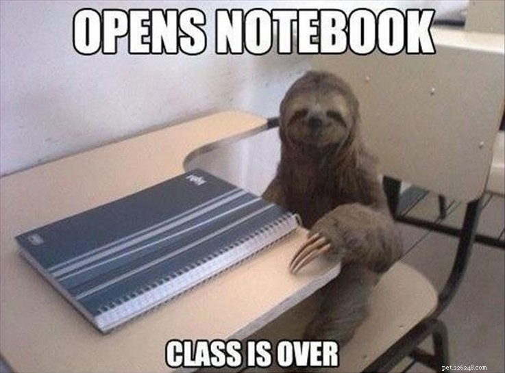 College‑Aged Animal Memes to Brighten Your New Semester