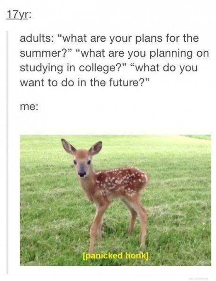 College‑Aged Animal Memes to Brighten Your New Semester