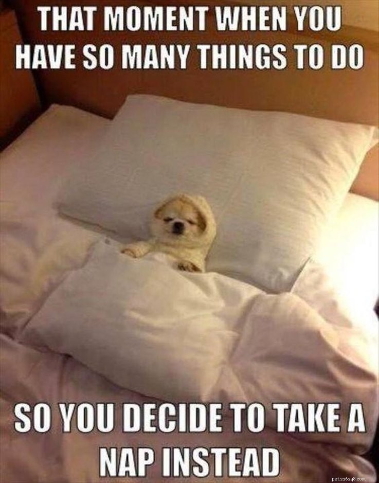College‑Aged Animal Memes to Brighten Your New Semester