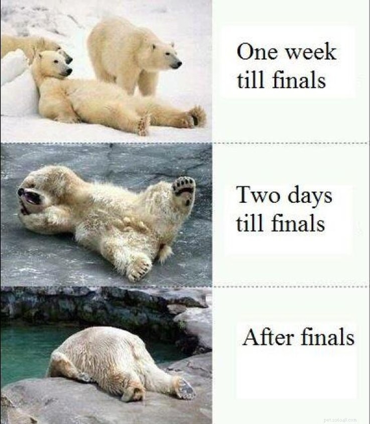 College‑Aged Animal Memes to Brighten Your New Semester