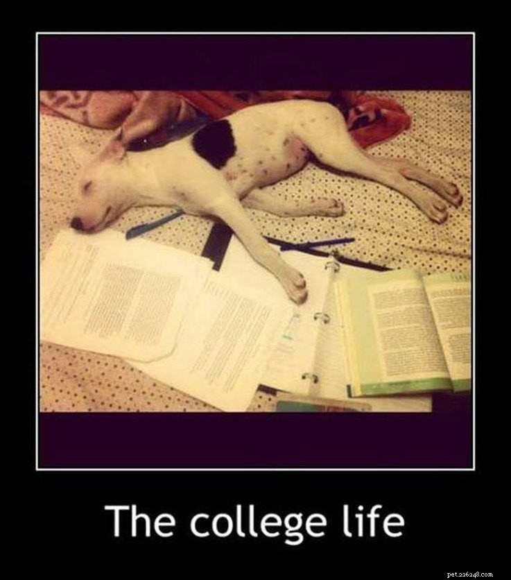 College‑Aged Animal Memes to Brighten Your New Semester