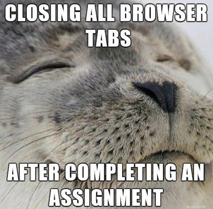 College‑Aged Animal Memes to Brighten Your New Semester