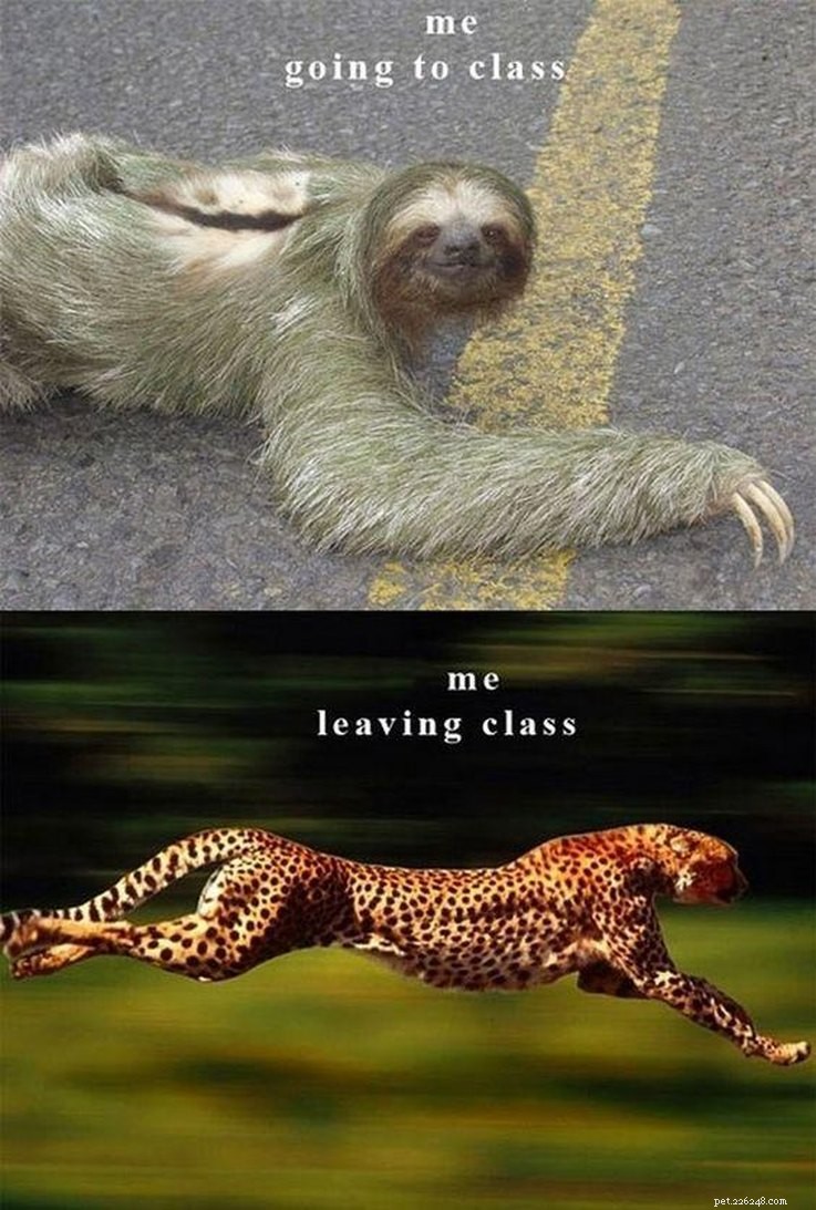 College‑Aged Animal Memes to Brighten Your New Semester