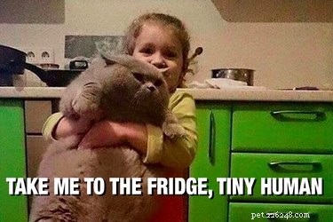 17 Animal Memes That Even the Laziest Will Relate