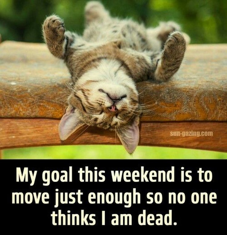 17 Animal Memes That Even the Laziest Will Relate