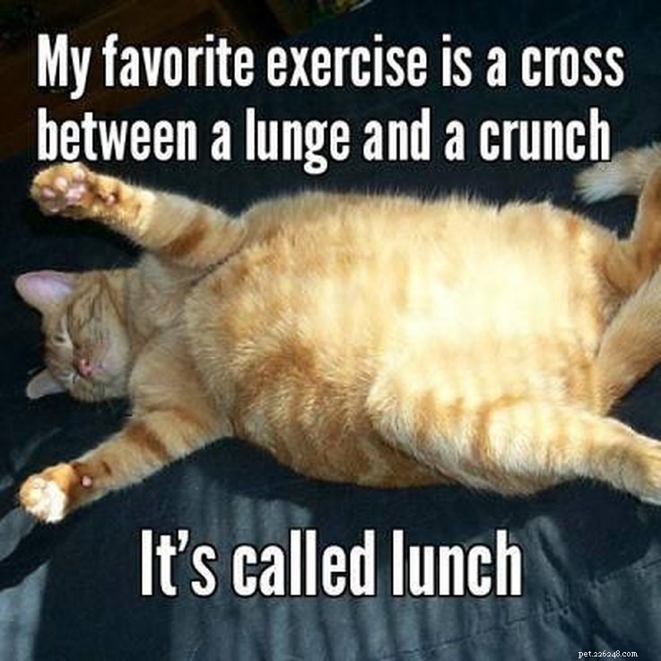 17 Animal Memes That Even the Laziest Will Relate