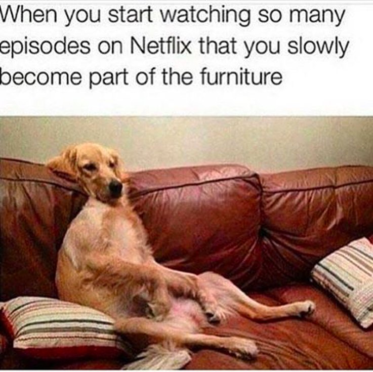 17 Animal Memes That Even the Laziest Will Relate