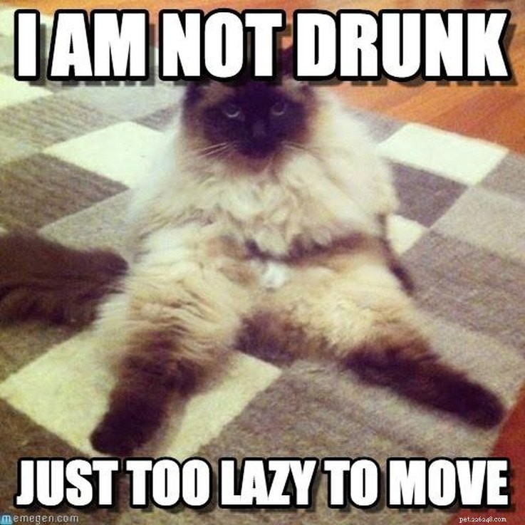 17 Animal Memes That Even the Laziest Will Relate