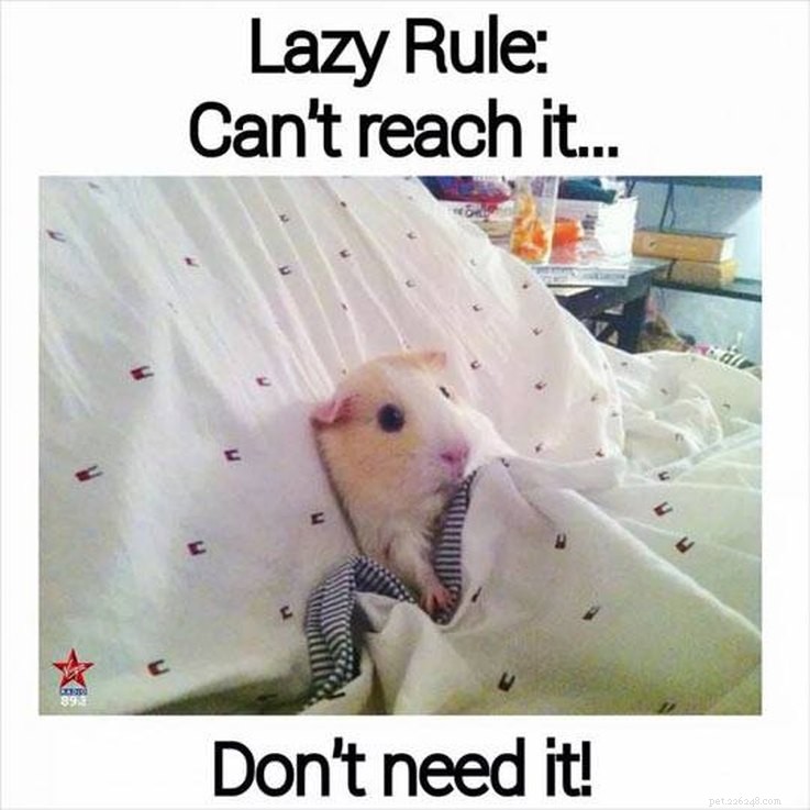 17 Animal Memes That Even the Laziest Will Relate
