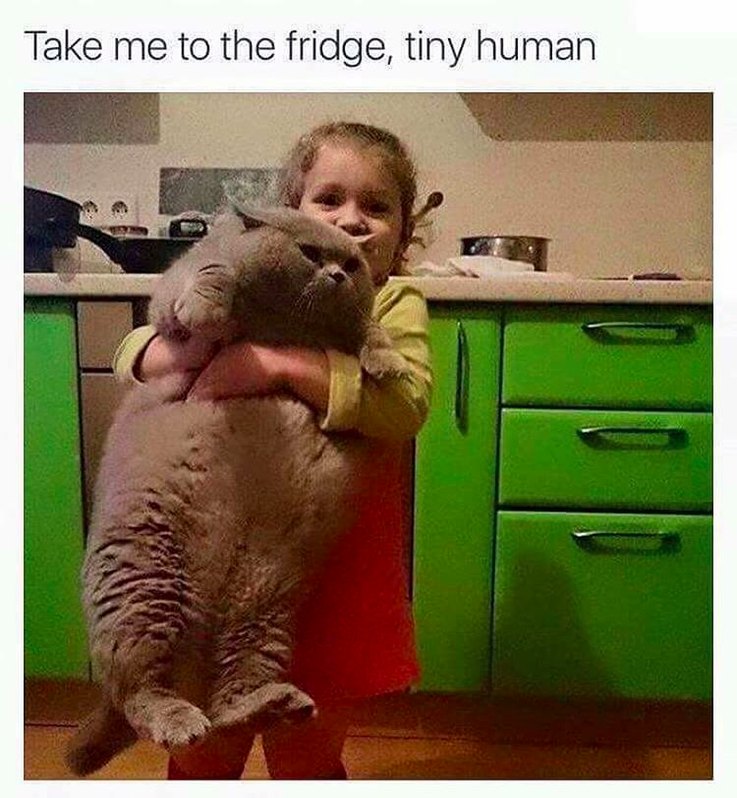 17 Animal Memes That Even the Laziest Will Relate