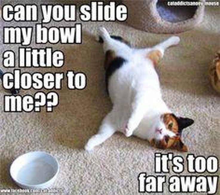 17 Animal Memes That Even the Laziest Will Relate