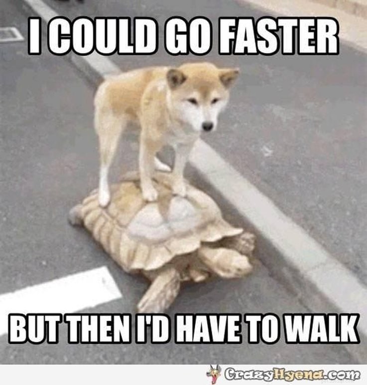 17 Animal Memes That Even the Laziest Will Relate