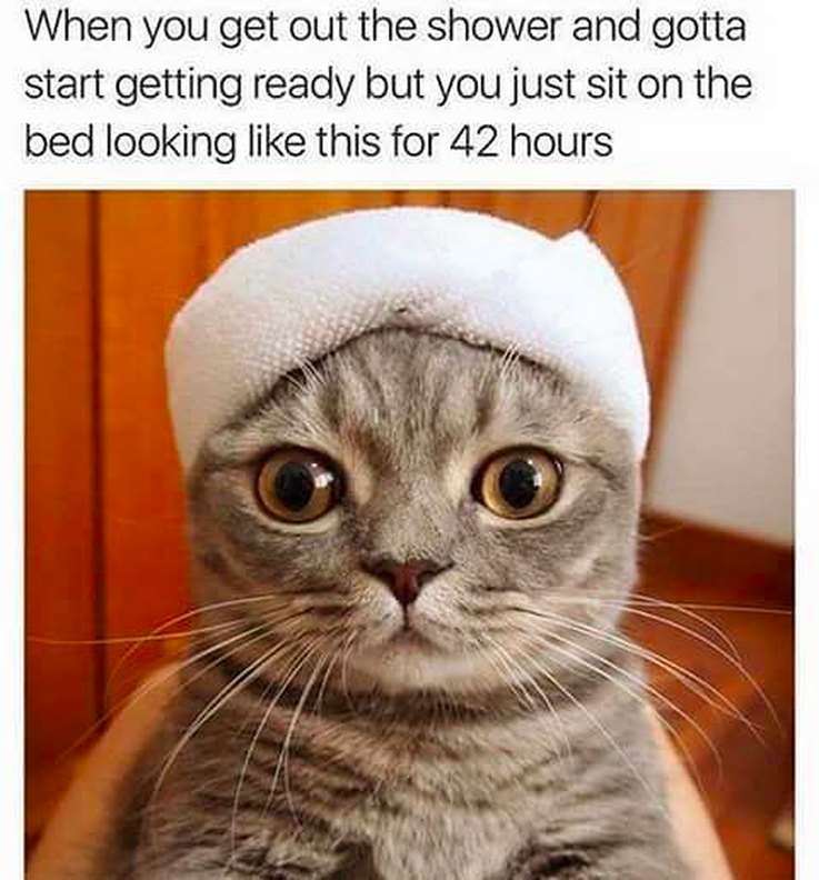 17 Animal Memes That Even the Laziest Will Relate
