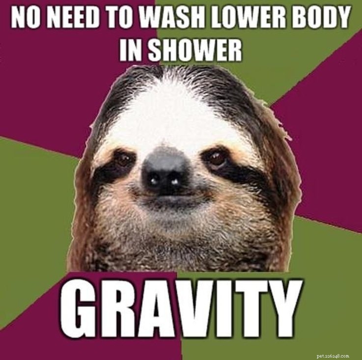 17 Animal Memes That Even the Laziest Will Relate