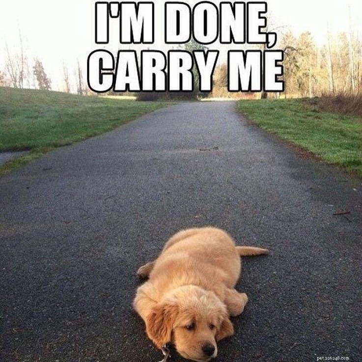 17 Animal Memes That Even the Laziest Will Relate