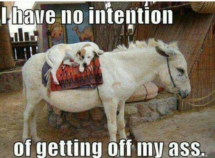 17 Animal Memes That Even the Laziest Will Relate
