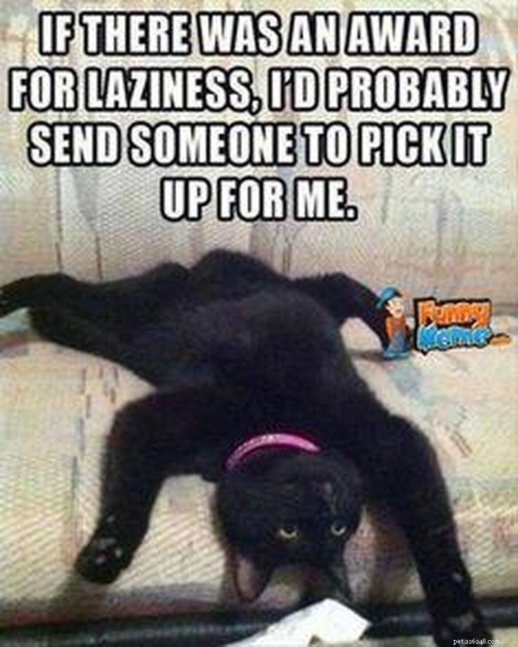 17 Animal Memes That Even the Laziest Will Relate