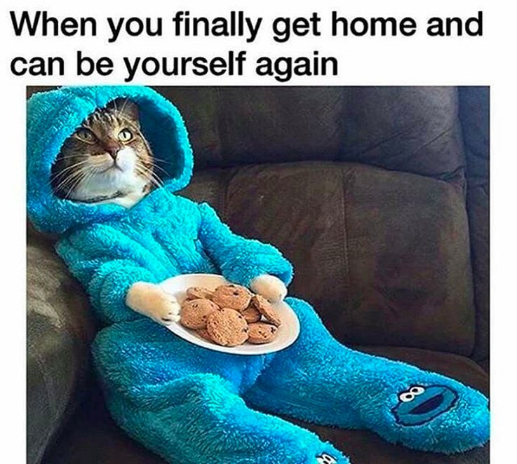 17 Animal Memes That Even the Laziest Will Relate