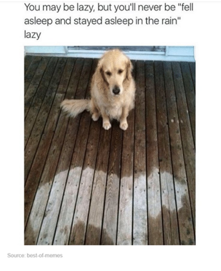 17 Animal Memes That Even the Laziest Will Relate