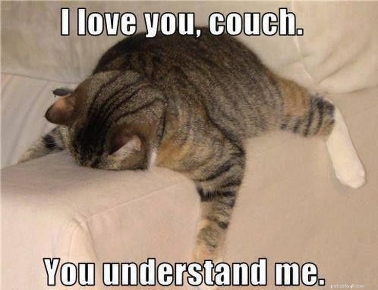 17 Animal Memes That Even the Laziest Will Relate