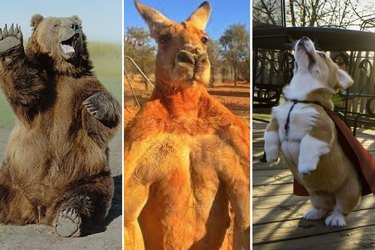 18 Animals Proudly Showcasing Their Remarkable Talents