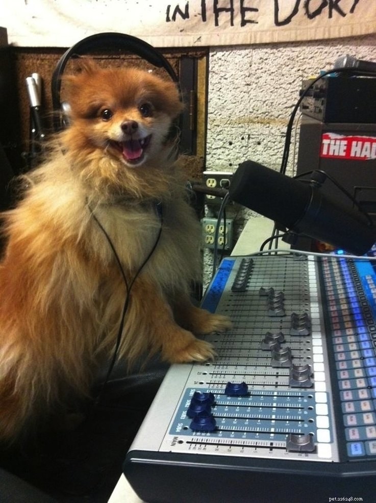 18 Animals Proudly Showcasing Their Remarkable Talents