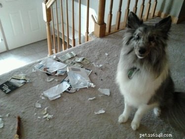 18 Animals Proudly Showcasing Their Remarkable Talents