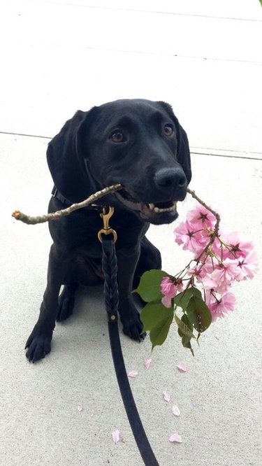 18 Animals Proudly Showcasing Their Remarkable Talents