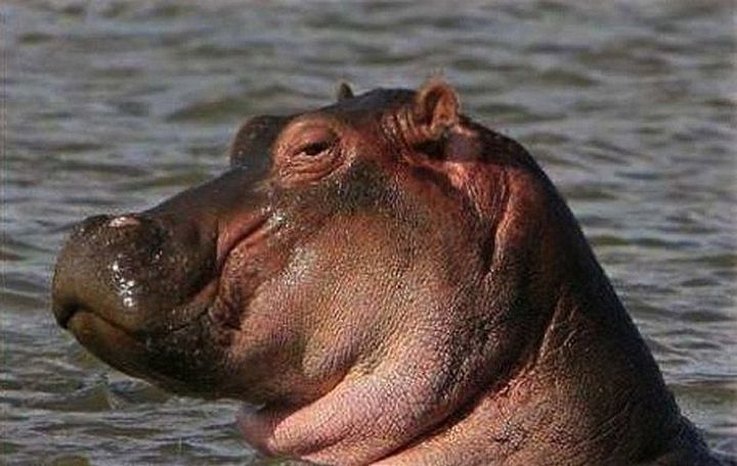 18 Animals Proudly Showcasing Their Remarkable Talents