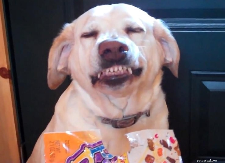 18 Animals Proudly Showcasing Their Remarkable Talents