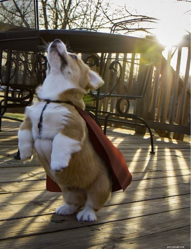 18 Animals Proudly Showcasing Their Remarkable Talents