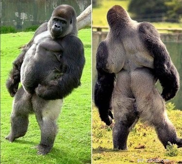 18 Animals Proudly Showcasing Their Remarkable Talents