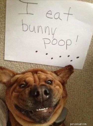 18 Animals Proudly Showcasing Their Remarkable Talents