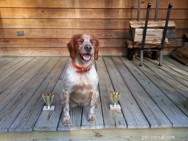 18 Animals Proudly Showcasing Their Remarkable Talents