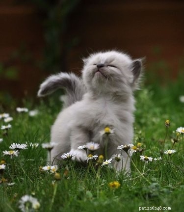 18 Animals Proudly Showcasing Their Remarkable Talents