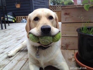 18 Animals Proudly Showcasing Their Remarkable Talents