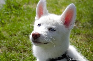 18 Animals Proudly Showcasing Their Remarkable Talents