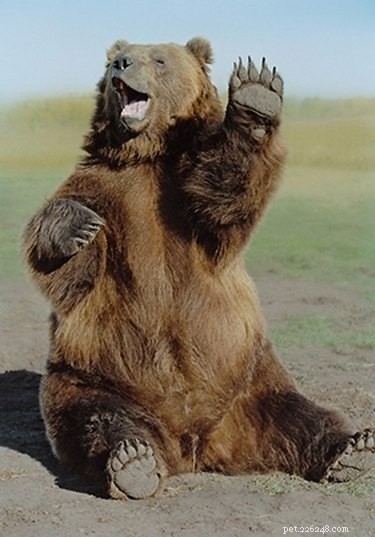 18 Animals Proudly Showcasing Their Remarkable Talents