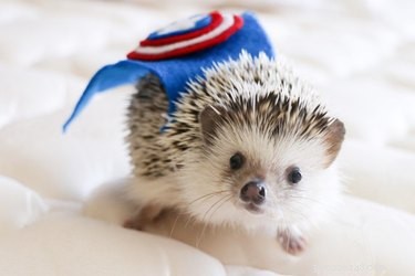 9 Reasons Hedgehogs Are the Ultimate Cutest Animals