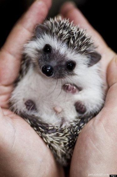 9 Reasons Hedgehogs Are the Ultimate Cutest Animals