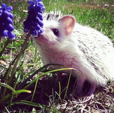 9 Reasons Hedgehogs Are the Ultimate Cutest Animals