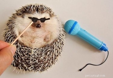 9 Reasons Hedgehogs Are the Ultimate Cutest Animals