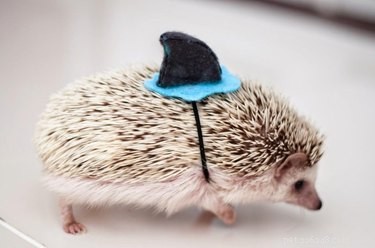 9 Reasons Hedgehogs Are the Ultimate Cutest Animals