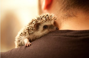 9 Reasons Hedgehogs Are the Ultimate Cutest Animals