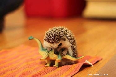 9 Reasons Hedgehogs Are the Ultimate Cutest Animals