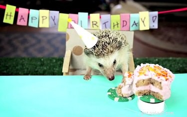 9 Reasons Hedgehogs Are the Ultimate Cutest Animals