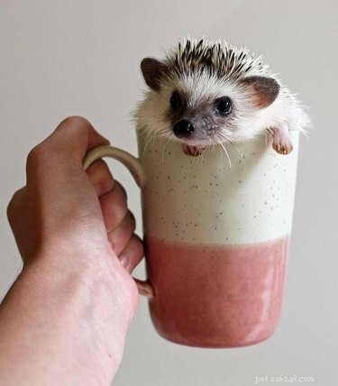 9 Reasons Hedgehogs Are the Ultimate Cutest Animals