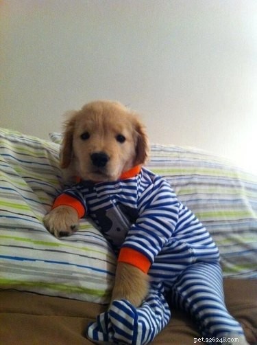 15 Adorable Pets in Pajamas: A Bedtime Photo Gallery